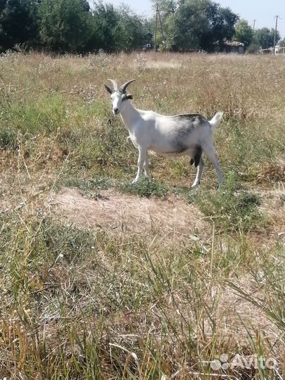 Коза дойная молочная