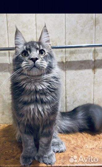 Котята мейнкун полидакты Вязка