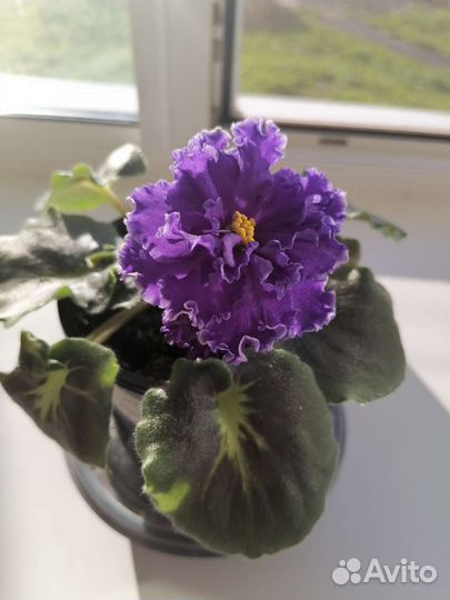 Кампанула и фиалка