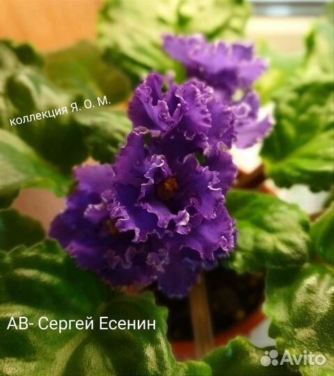 Сортовые фиалки