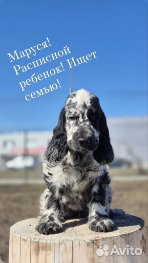 Щенки кокер спаниеля