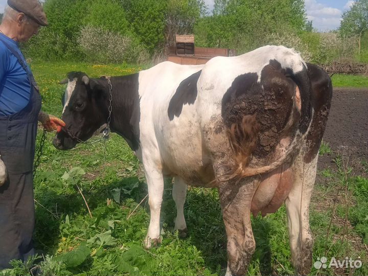 Продажа дойных коров