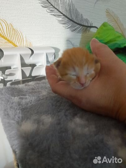 Котенок рыжее счастье