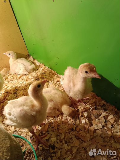 Индюшата и цыплята