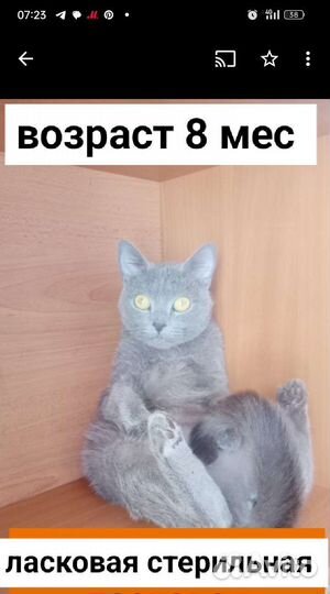 Метис британской