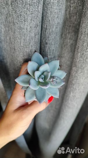 Суккуленты, цветы