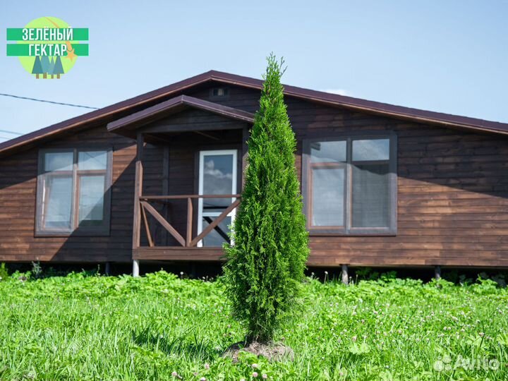 Туи 1,6 метра свежая копка 2023