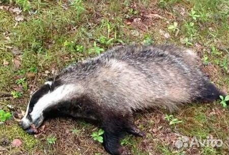 Барсучий жир