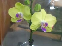 Орхидеи в наличии и по заказу
