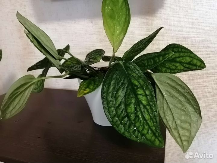 Эпипремнум пиннатум Marble Planet