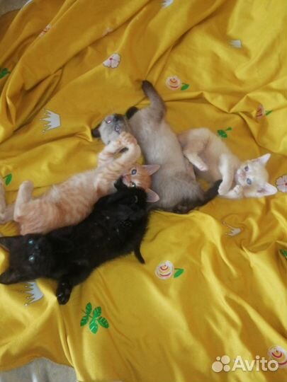 Очаровательные котята в самые добрые руки