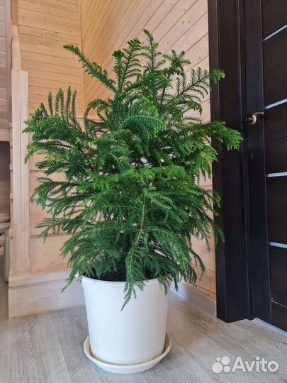 Хвойник Араукария Хетерофилла выносливая