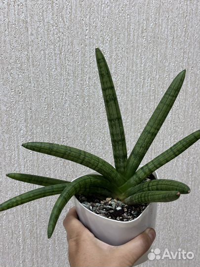 Сансевиерия Tiara platinum