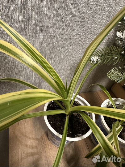 Фуксия,денежное дерево