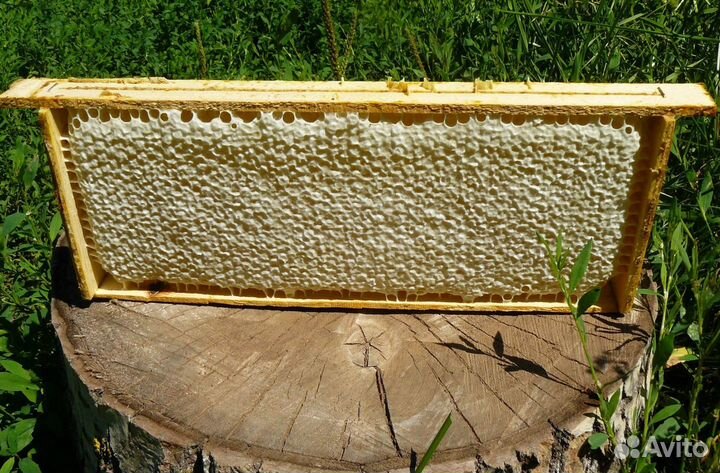 Мед натуральный из Алтая опт