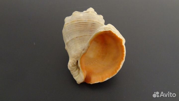 Ракушка рапан крупная спиральная морская