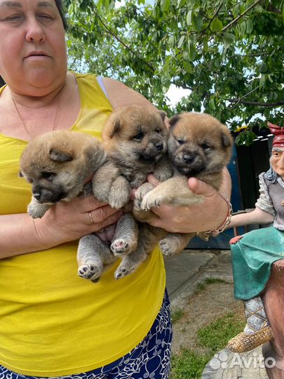 Щенки сиба ину