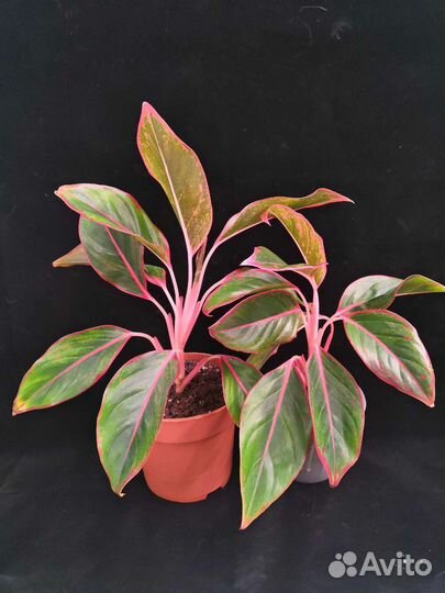 Аглаонема Крит