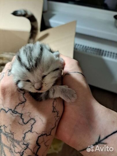 Вислоухие котята