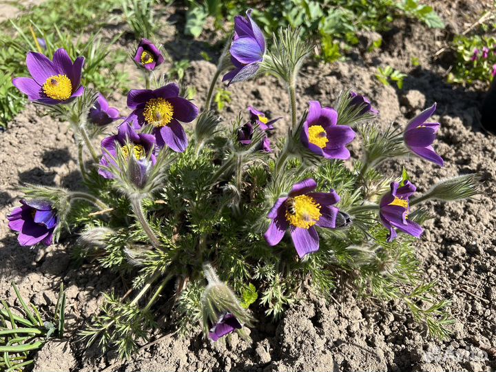 Семена прострела, сон-трава