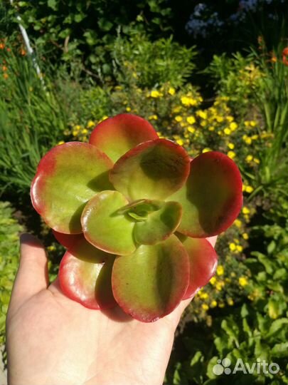 Суккуленты