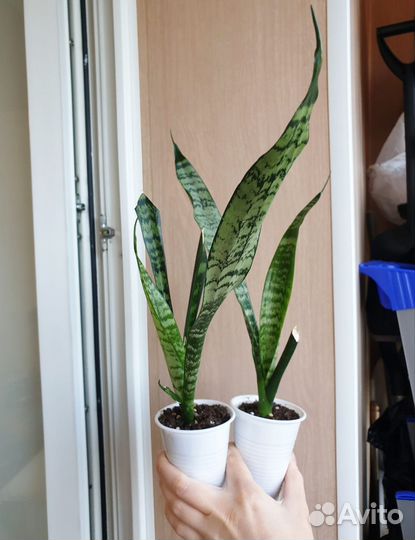 Клеродендрум, Сансевиерия, Глоксиния растения