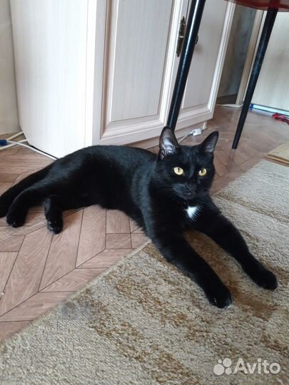 Молодой котик