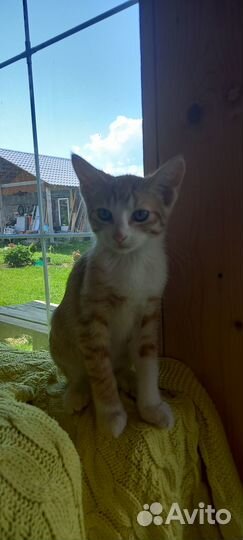 Рыжий котенок девочка