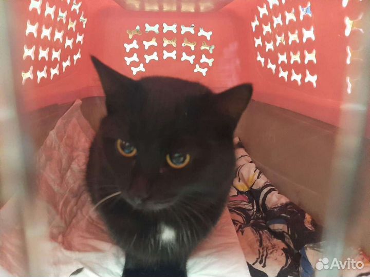 Маркиз и Рокки ищут дом