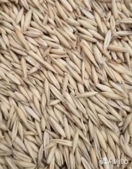 Кукуруза пшеница овес ячмень горох семечка