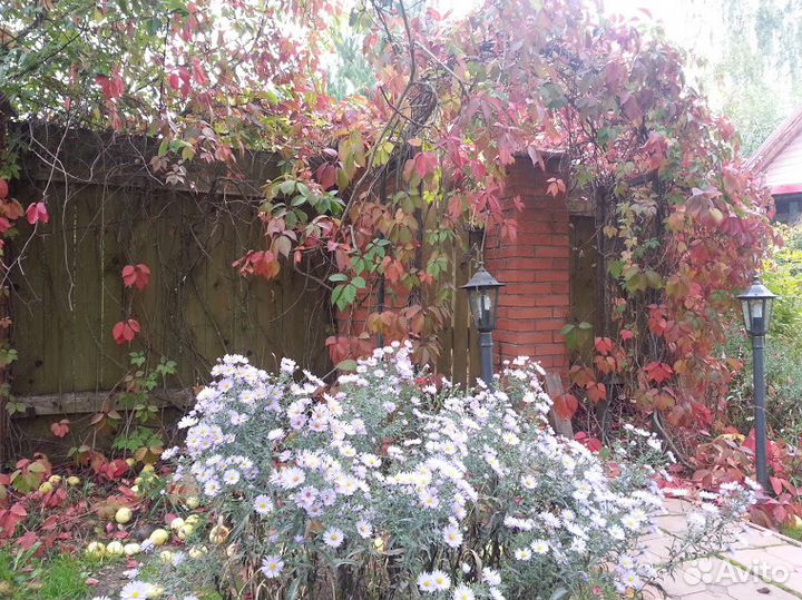 Девичий виноград