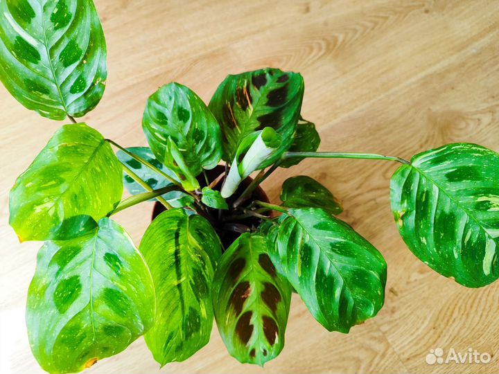 Маранта керховена