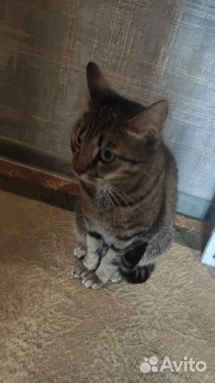 Кошки в добрые руки бесплатно