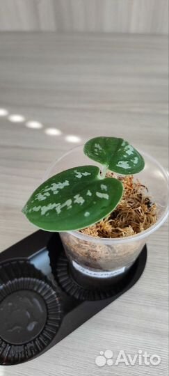 Сциндапсус