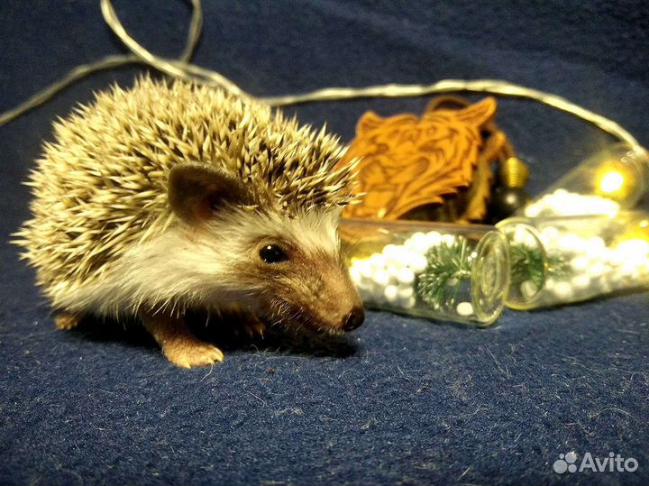 Африканский ежик