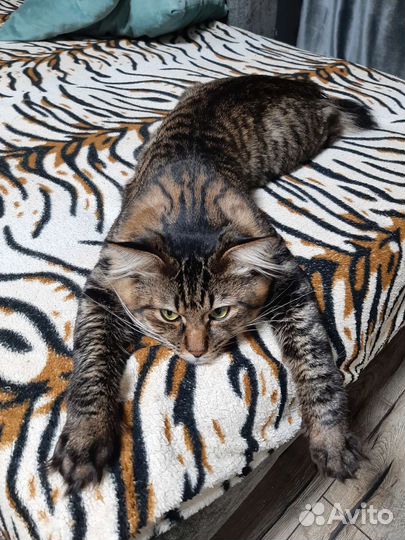 Курильский бобтейл вязка бесплатно