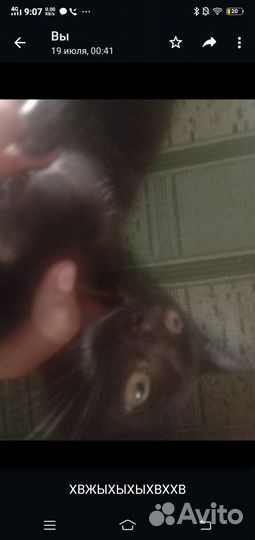 Отдам котёнка в добрые руки