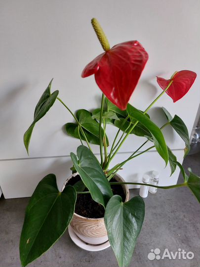 Антуриум красный