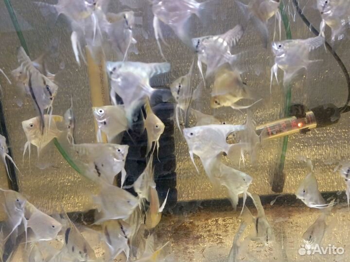 Аквариумные рыбки