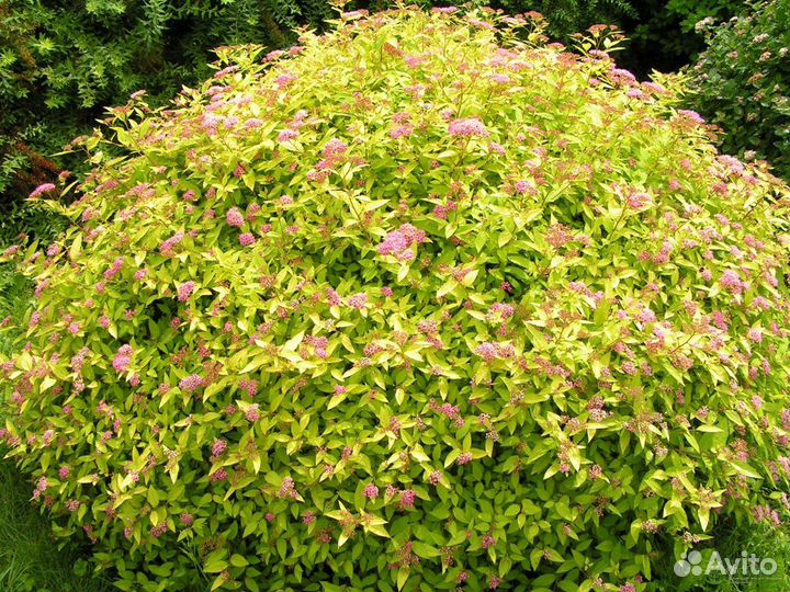 Декоративные кустарники