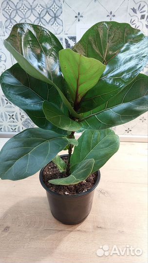 Фикус Лирата бамбино