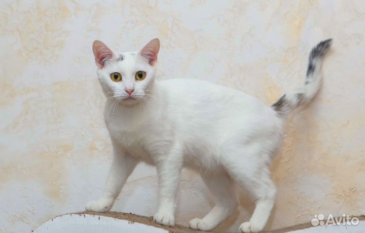 Кошечка в добрые руки