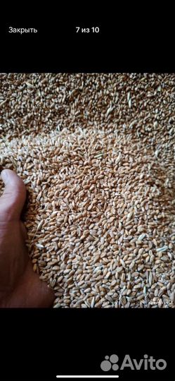 Пшеница ячмень кукуруза