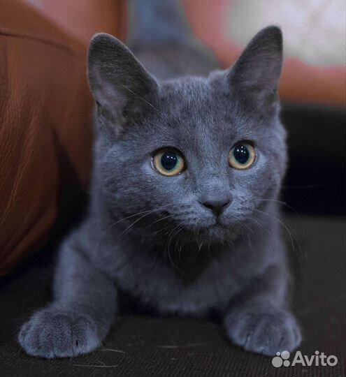 Котята