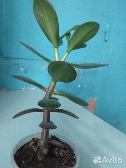 Денежное дерево