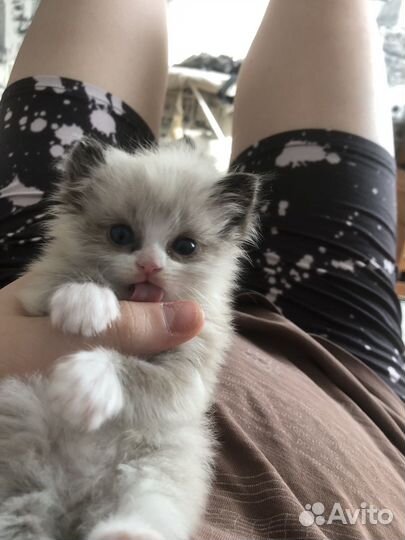 Котик
