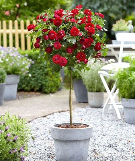 Роза на штамбе