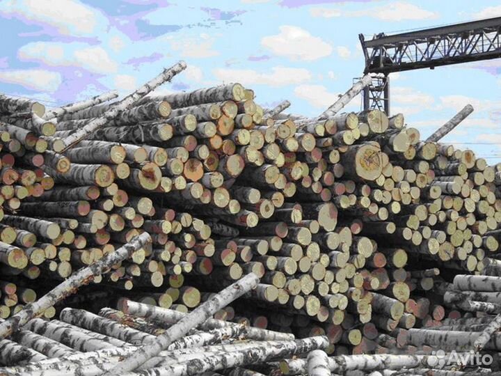 Березовый баланс