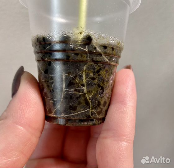 Алоказия форниката аурея