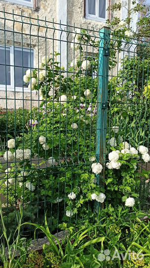 Калина Бульденеж